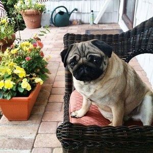 Meet your Posher, Dorathy